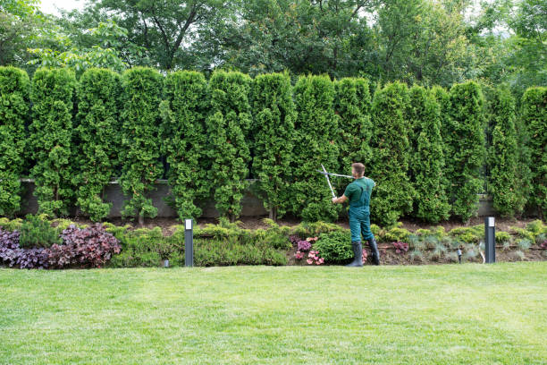 How Our Tree Care Process Works  in  Falconer, NY