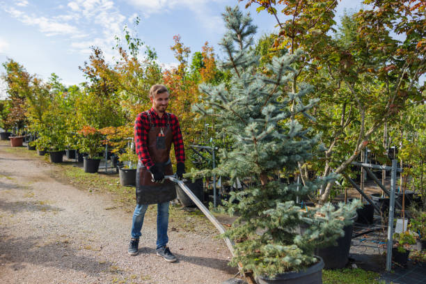 Best Lawn Maintenance Plans  in Falconer, NY